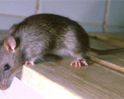 H-Ratten-101.jpg